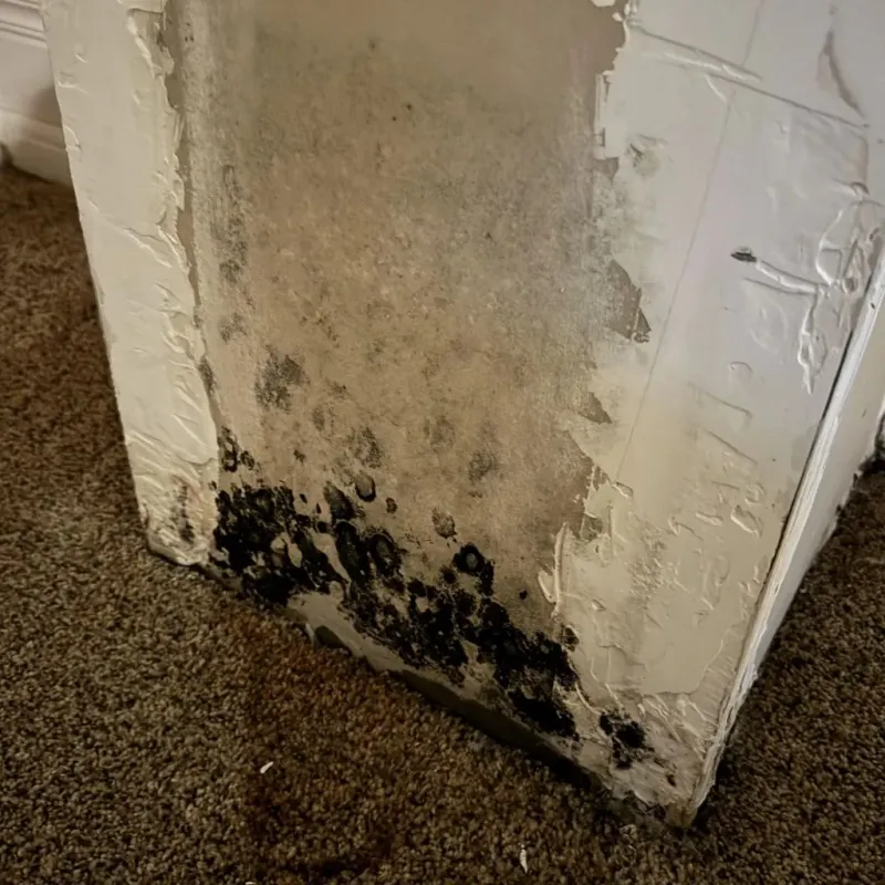 Professional Mold Removal in Monte Alto, TX